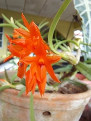 Scaphyglottis bidentata