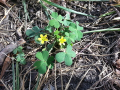 Oxalis corniculata