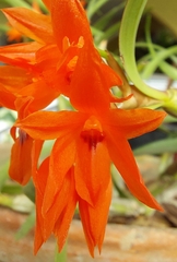 Scaphyglottis bidentata