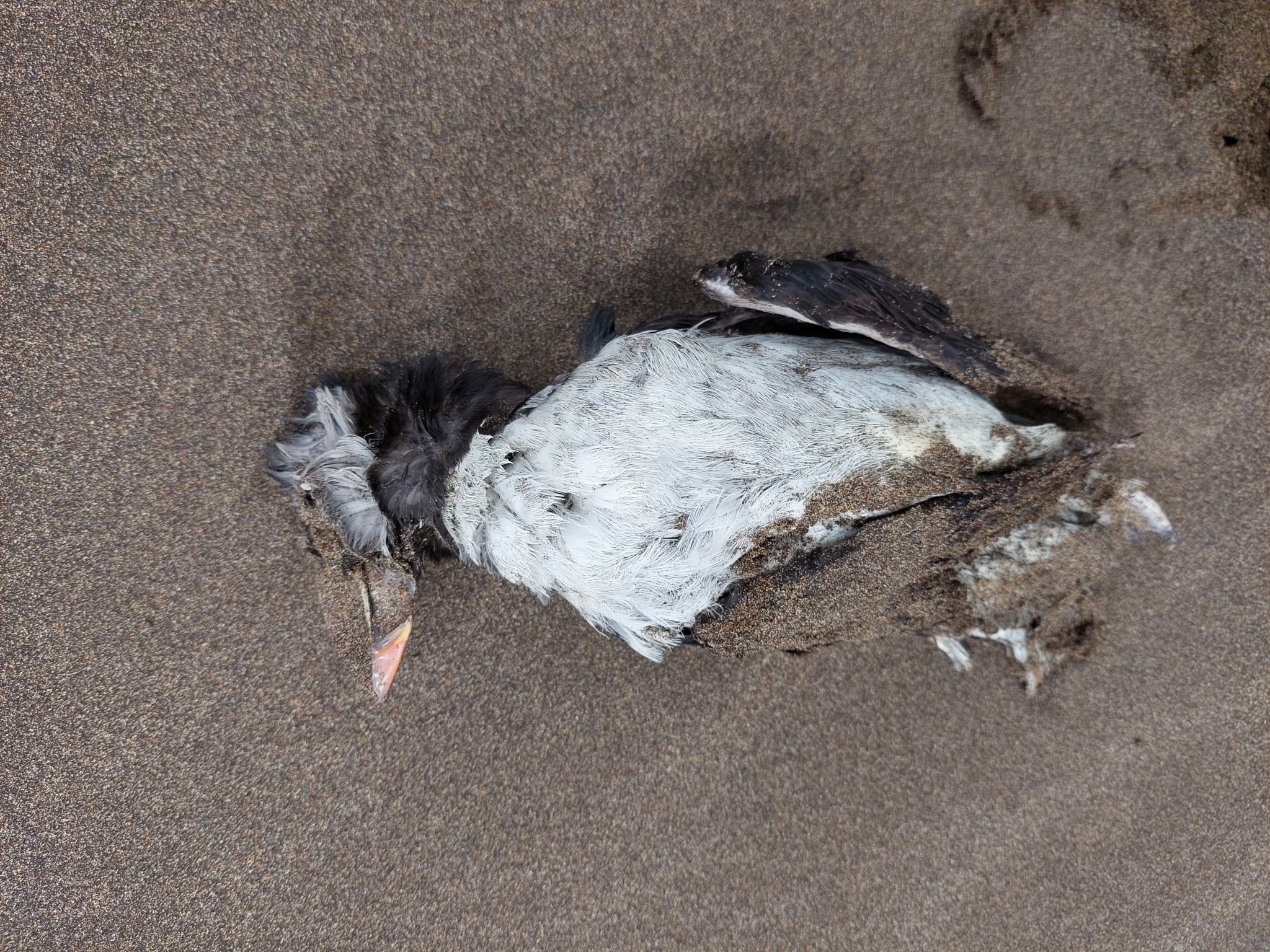 Frailecillo del Atlántico