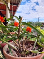 Scaphyglottis bidentata