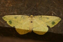 Omiza miliaria