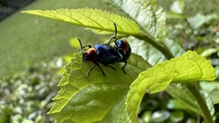 Parheminodes pulcher