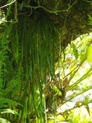 Haplopteris elongata