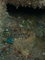 Istigobius decoratus