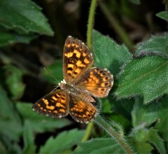 Aricoris campestris