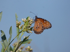 Danaus eresimus plexaure