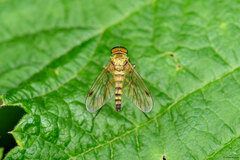 Chrysopilus asiliformis