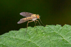 Chrysopilus asiliformis