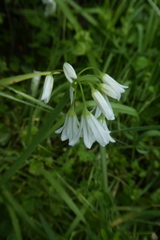 Allium triquetrum