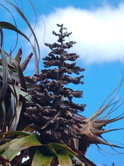 Dracophyllum traversii