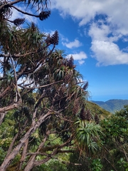 Dracophyllum traversii