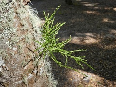 Misodendrum punctulatum