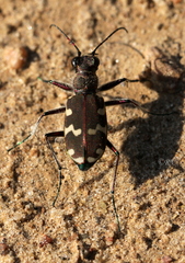 Cicindela hybrida