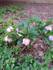 Helleborus orientalis