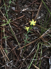 Linum neomexicanum