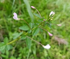 Cleome rutidosperma