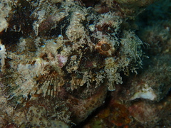Scorpaenopsis barbata
