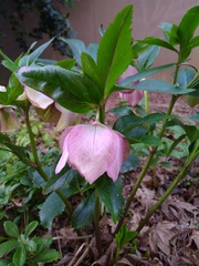 Helleborus orientalis
