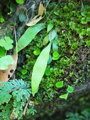 Antrophyum formosanum