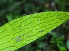 Antrophyum formosanum