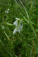 Allium triquetrum