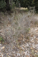 Aspalathus hispida hispida