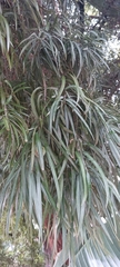 Podocarpus henkelii