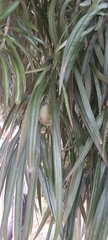 Podocarpus henkelii