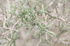 Aspalathus hispida hispida