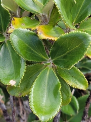 Macrolearia colensoi