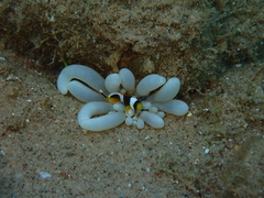 Amphiprion bicinctus