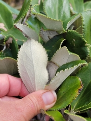 Macrolearia colensoi