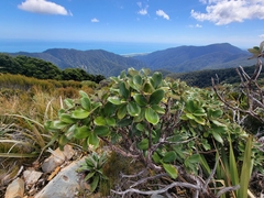 Macrolearia colensoi