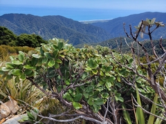 Macrolearia colensoi