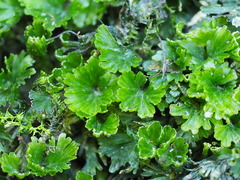 Crepidomanes minutum