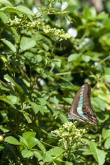 Graphium sarpedon connectens