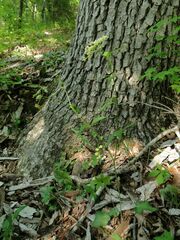 Thaspium trifoliatum