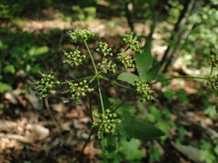 Thaspium trifoliatum