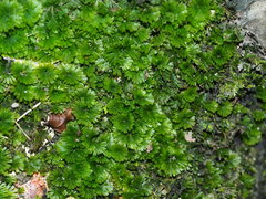 Crepidomanes minutum