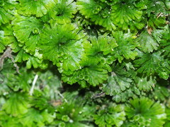 Crepidomanes minutum