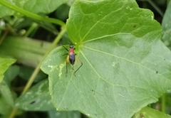 Homoeoxipha lycoides