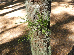 Misodendrum punctulatum