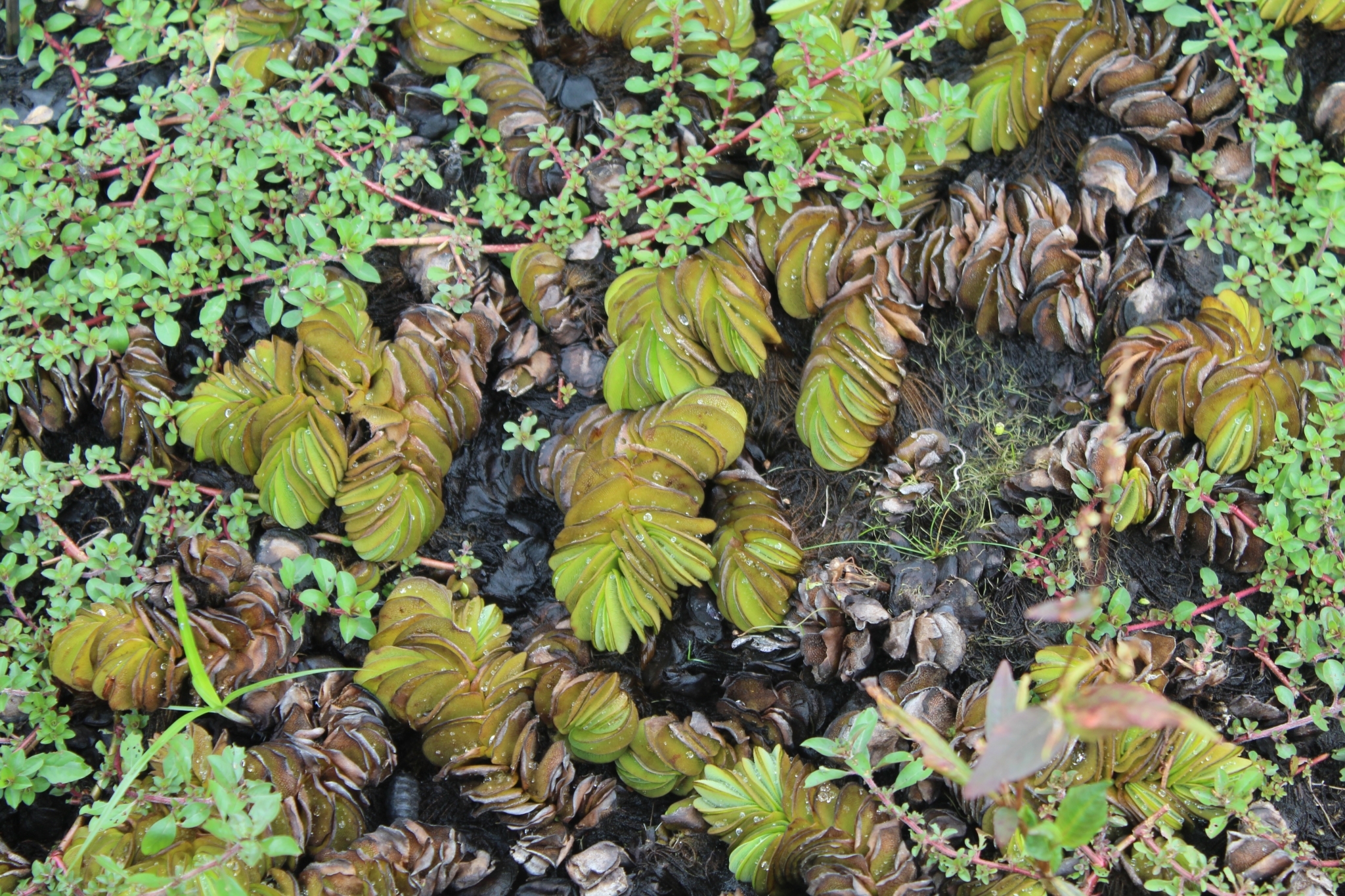 Salvinia molesta