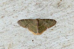 Lophophleps triangularis