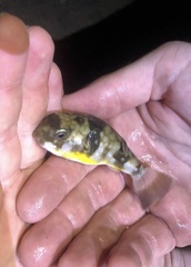 Chelonodontops patoca