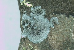 Porpidia degelii