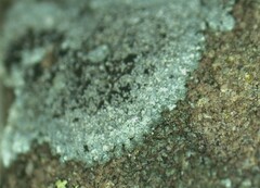 Porpidia degelii