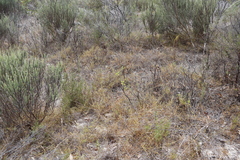 Aspalathus retroflexa retroflexa