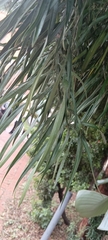 Podocarpus henkelii